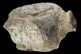 Hadrosaur (Edmontosaurus) Vertebra - Montana #100916-4